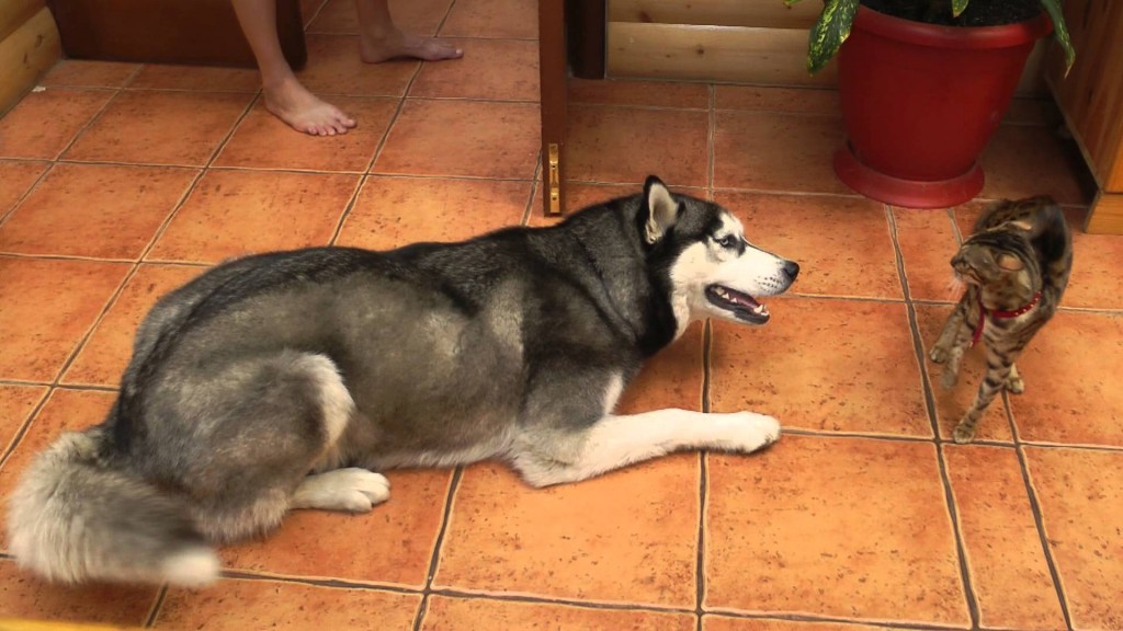 Husky Dog Brought Up By Cats Husky Dog Brought Up By Cats