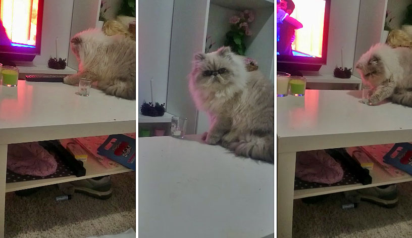 Jerk Cat Knocks Glass Off Coffee Table After Being Told 'No' [VIDEO ...